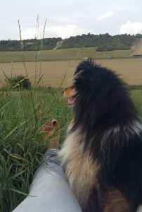 Activités pour chiens épanouis