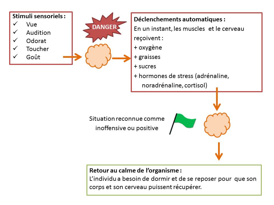 processus automatique quand un individu apprend à gérer la situation: le corps passe par un état d'alerte pour revenir au calme
