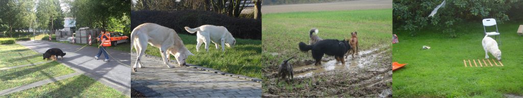 activités pour chiens épanouis stimulations mentales et jeux d'olfaction