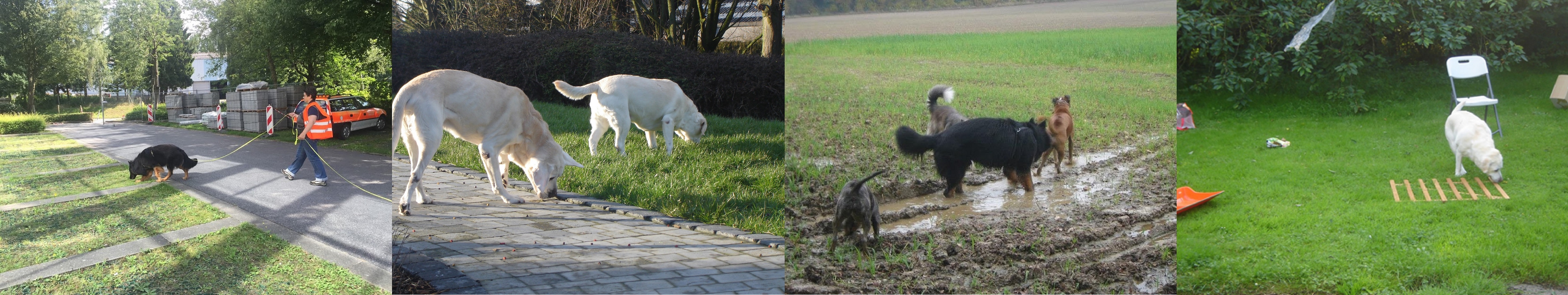 activités pour chiens épanouis stimulations mentales et jeux d'olfaction