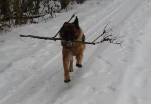 Alternetive au jeu de lancer: Transporter une branche