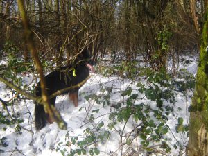 Promenade dans les bois et la neige