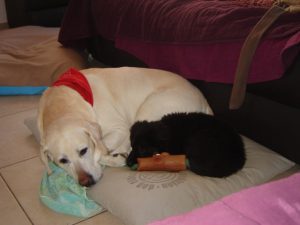 chiots berger allemand et labrador dorment ensemble