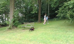 suis moi langage corporel chiens humains