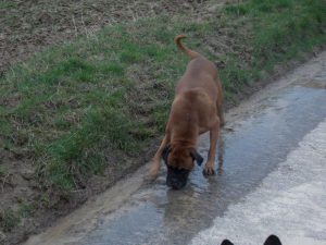 Comportement de substitution et signaux d'apaisement