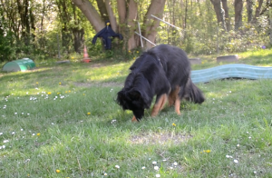 Comportement de substitution et signaux d'apaisement