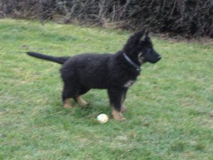 Découverte des voitures passant devant le jardin berger allemand