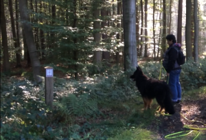 Pistage: activité idéale pour gagner en confiance en soi pour nos chiens