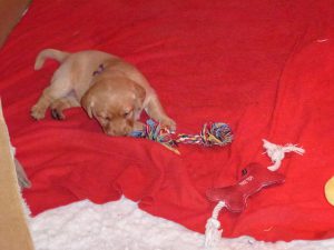 Découvertes de différentes textures pour un chiot