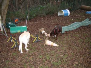 environnement-enrichi-club-deux-labrador