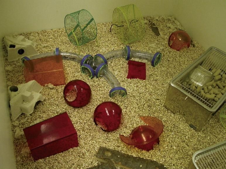 stimulations mentales contre le cancer