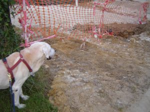 environnement-enrichi-travaux-labrador