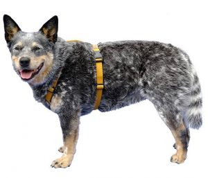 Harnais haqihana pour Lissa Freedogz