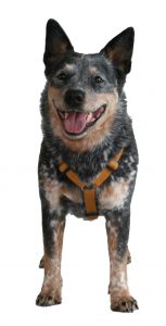 Harnais Haqihana Freedogz Lissa et Els