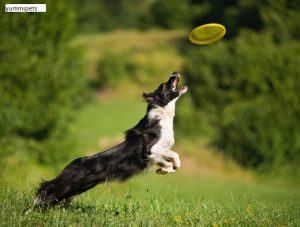 jeux-dangereux-balle-baton-frisbee
