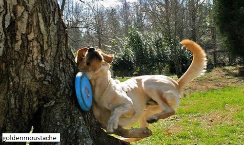 jeux-dangereux-balle-frisbee-baton