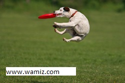 jeux-dangereux-frisbee-balle-baton