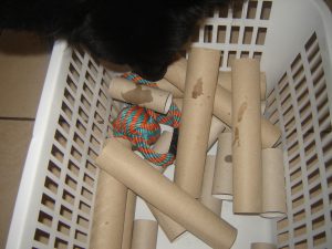 Alternative au jeu de lancer: un jouet caché pour Koumack