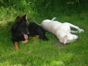 Ne rien faire dans le jardin