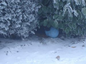 partage-balle-non-ok-berger-allemand