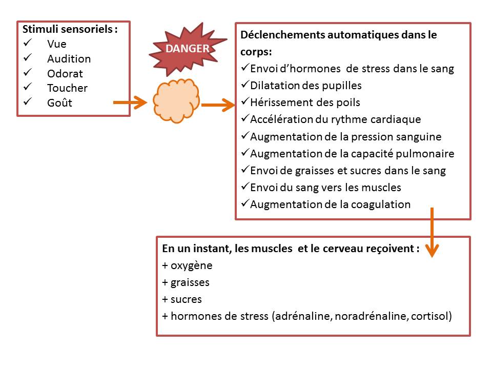 processus automatique quand un individu se sent en danger: le corps se prépare en un instant à fuir ou se battre