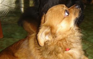 production adrenaline et cortisol en cas de peur