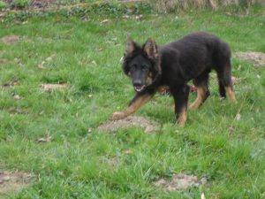 quand la situation est inquiétante adrenaline et cortisol sont produits