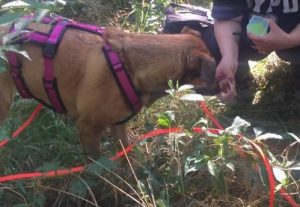 Pistage demande récompense à lécher pour faire descendre l'excitation du jeu