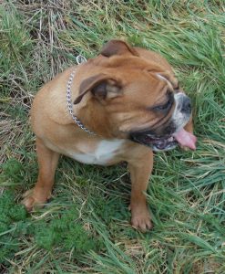 signal-apaisement-assis-tourne-tete-vertical-boxer