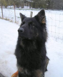 signal-apaisement-cligne-yeux-tourne-tete-berger-allemand