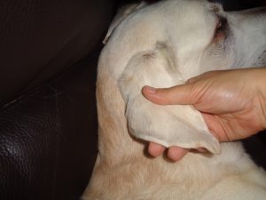 Lisser le cartilage de l'oreille pour des chiens épanouis
