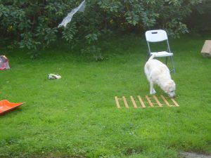 environnement-enrichi-jardin-labrador